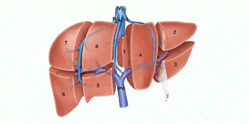 Liver Resection Surgery